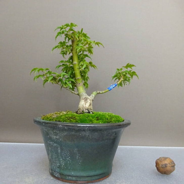 盆栽 紅葉 獅子頭 樹高 約 14.5cm もみじ Acer palmatum モミジ カエデ科 落葉樹 鑑賞用 観賞用 小品 g1209289928