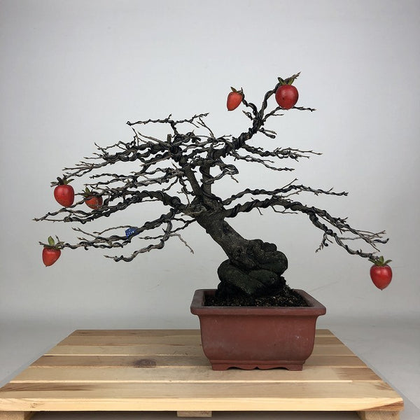 盆栽 老爺柿 都紅 樹高 約26cm ろうやがき Diospyros rhombifolia ロウヤガキ カキノキ科 落葉～半落葉樹 鑑賞用 観賞用 w1209277721