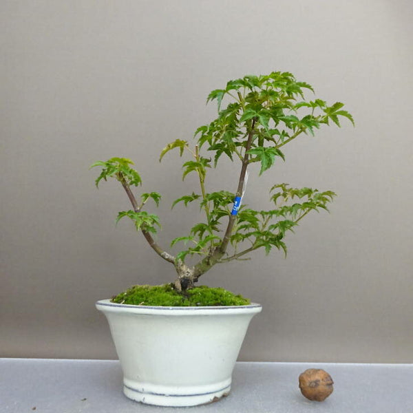 盆栽 紅葉 獅子頭 樹高 約16.5cm もみじ Acer palmatum モミジ カエデ科 落葉樹 鑑賞用 観賞用 小品 w1209270099