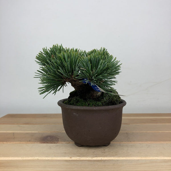 盆栽 松 五葉松 明星 樹高 約8cm ごようまつ Pinus parviflora ゴヨウマツ マツ科 常緑針葉樹 鑑賞用 観賞用 小品 1209274800