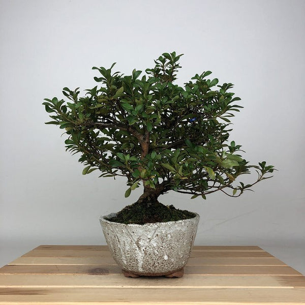 盆栽 皐月 はなびん 樹高 約21cm さつき Rhododendron indicum サツキ ツツジ科 常緑樹 鑑賞用 観賞用 u1209302514