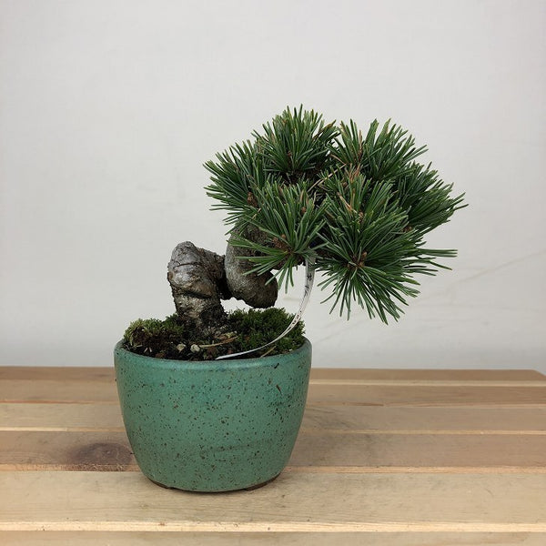 盆栽 松 五葉松 明星 樹高 約9cm ごようまつ Pinus parviflora ゴヨウマツ マツ科 常緑針葉樹 鑑賞用 観賞用 小品 r1209277102