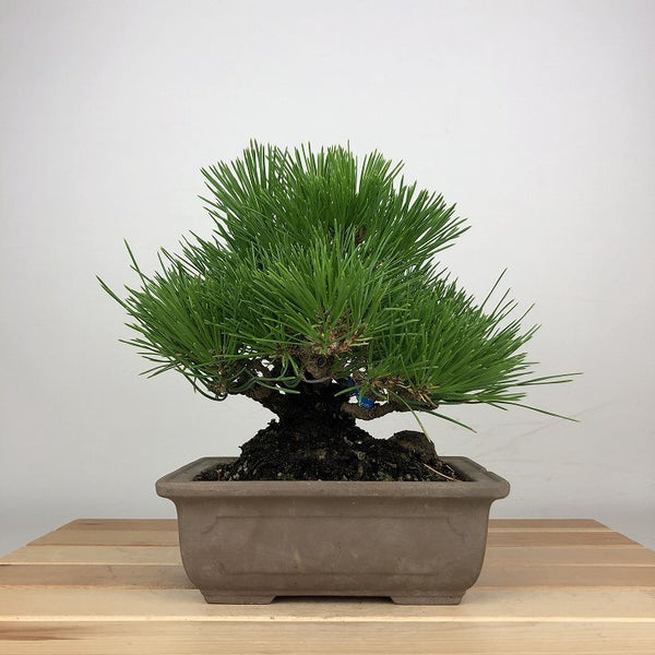 盆栽 松 黒松 樹高 17cm くろまつ Pinus thunbergii クロマツ マツ科 常緑針葉樹 鑑賞用 観賞用 小品 p1209291307