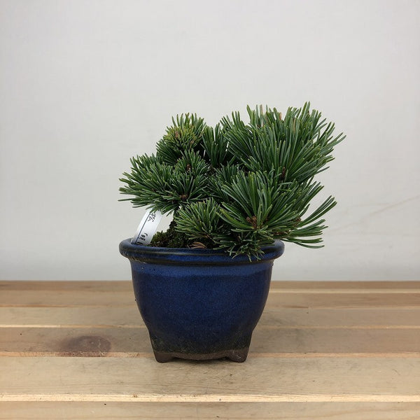盆栽 松 五葉松 明星 樹高 約7cm ごようまつ Pinus parviflora ゴヨウマツ マツ科 常緑針葉樹 鑑賞用 観賞用 小品 v1209309487