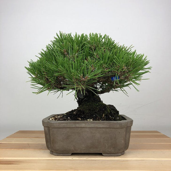 盆栽 松 黒松 樹高 約18cm くろまつ Pinus thunbergii クロマツ マツ科 常緑針葉樹 鑑賞用 観賞用 小品 p1209281995