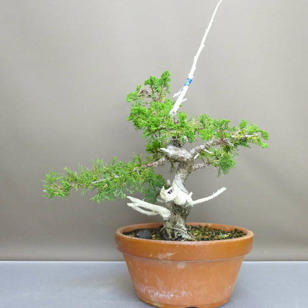盆栽 真柏 樹高 約42cm しんぱく Juniperus chinensis シンパク “ジン シャリ” ヒノキ科 常緑樹 鑑賞 観賞用 h1209305408