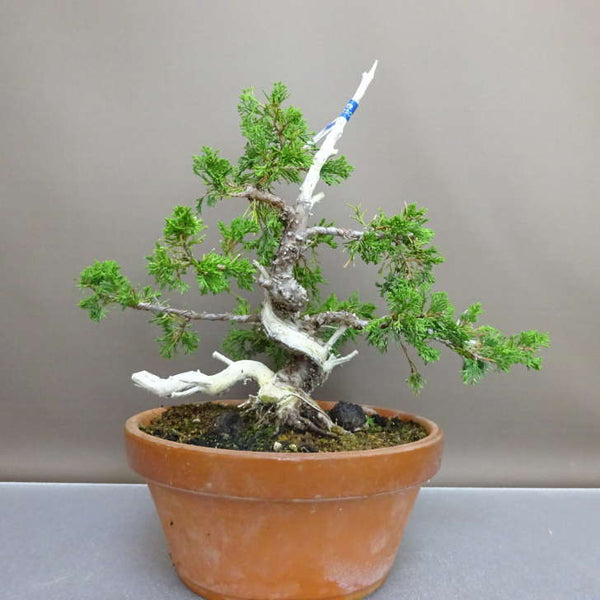 盆栽 真柏 樹高 約27cm しんぱく Juniperus chinensis シンパク “ジン シャリ” ヒノキ科 常緑樹 鑑賞 観賞用 f1209284171