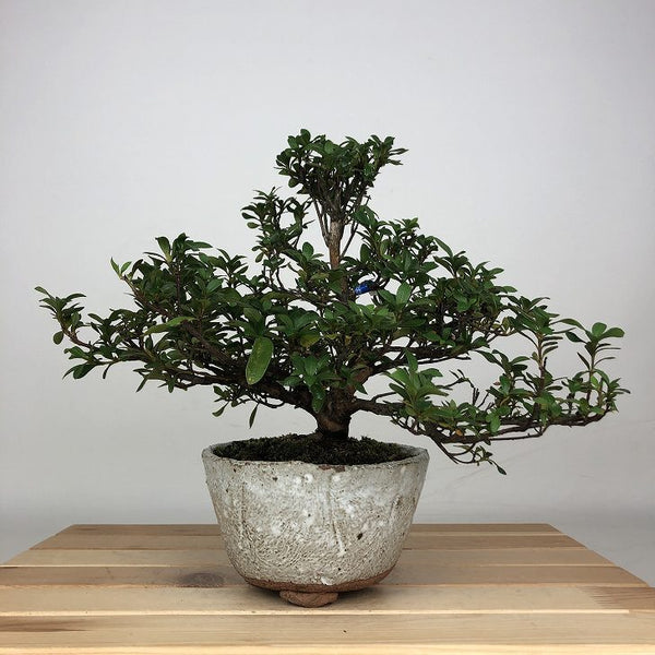 盆栽 皐月 はなびん 樹高 約18cm さつき Rhododendron indicum サツキ ツツジ科 常緑樹 鑑賞用 観賞用 小品 t1209280650