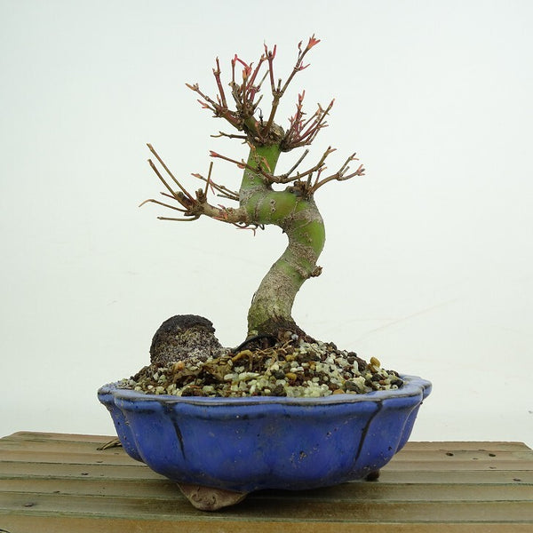 盆栽 紅葉 樹高 約14～18cm もみじ Acer palmatum モミジ カエデ科 落葉樹 鑑賞用 観賞用 小品 数量物 セレクト s1209289009