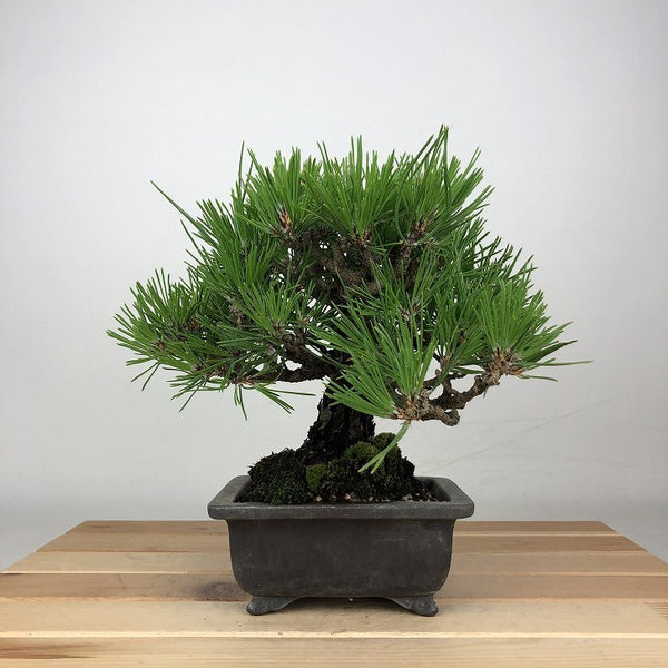 盆栽 松 黒松 樹高 約18cm くろまつ Pinus thunbergii クロマツ マツ科 常緑針葉樹 鑑賞用 観賞用 小品 w1209277765