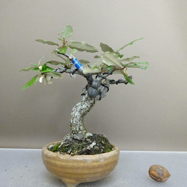盆栽 寒茱萸 樹高 約 22cm かんぐみ Elaeagnus カングミ グミ科 常緑樹 鑑賞用 観賞用 t1209276820