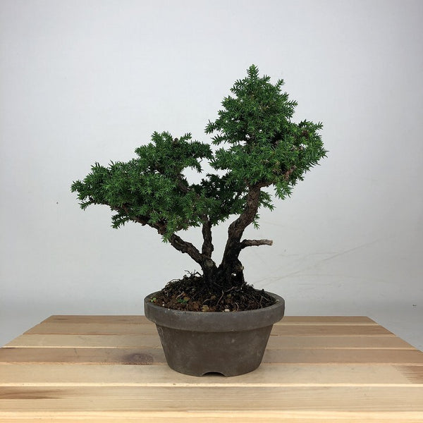 盆栽 杉 樹高 約21cm すぎ Cryptomeria japonica スギ ヒノキ科 スギ属 常緑樹 鑑賞用 観賞用 q1209286266