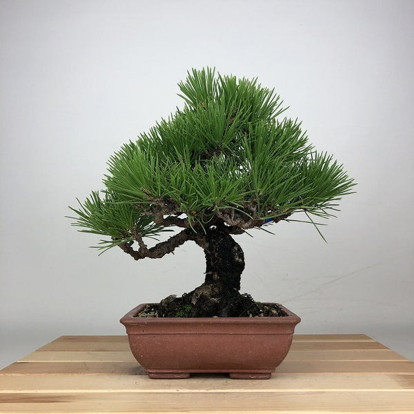 盆栽 松 黒松 樹高 約22cm くろまつ Pinus thunbergii クロマツ マツ科 常緑針葉樹 鑑賞用 観賞用 b1209294006