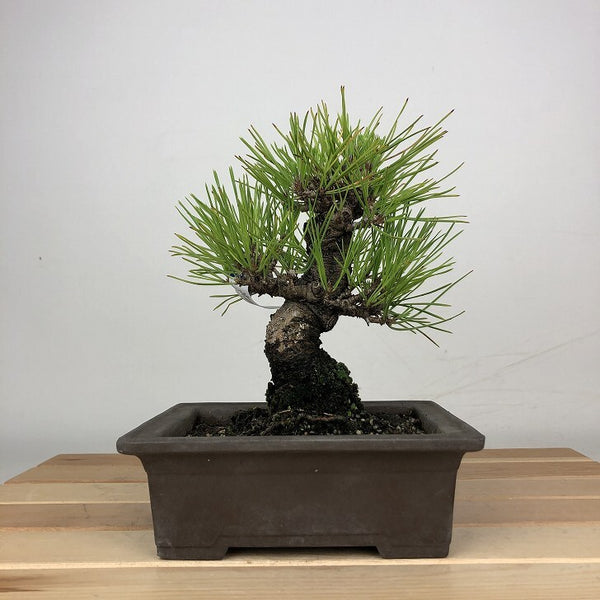 盆栽 松 黒松 樹高 約16cm くろまつ Pinus thunbergii クロマツ マツ科 常緑針葉樹 鑑賞用 観賞用 小品 m1209278075
