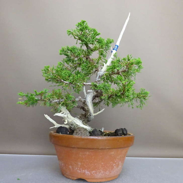 盆栽 真柏 樹高 約31cm しんぱく Juniperus chinensis シンパク “ジン シャリ” ヒノキ科 常緑樹 鑑賞 観賞用 b1209291480