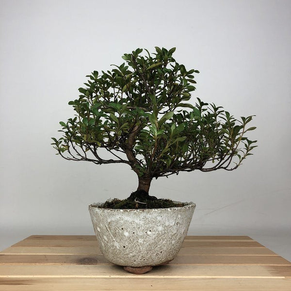 盆栽 皐月 はなびん 樹高 約20cm さつき Rhododendron indicum サツキ ツツジ科 常緑樹 鑑賞用 観賞用 小品 1209264943