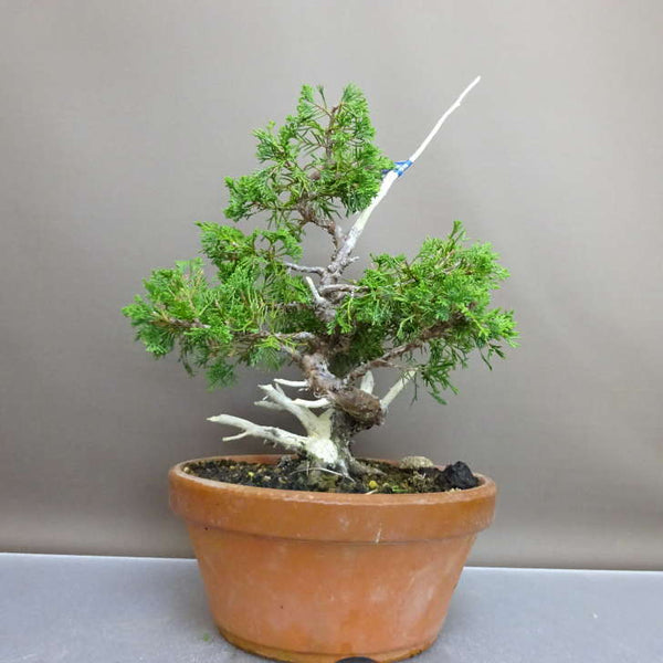 盆栽 真柏 樹高 約31cm しんぱく Juniperus chinensis シンパク “ジン シャリ” ヒノキ科 常緑樹 鑑賞 観賞用 h1209306008