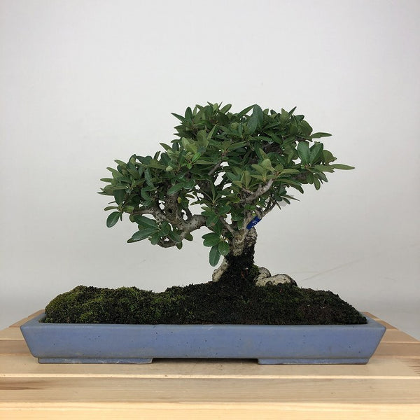 盆栽 ピラカンサ 樹高 約18cm Pyracantha バラ科 常緑樹 鑑賞用 観賞用 小品 w1209280057