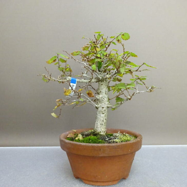 盆栽 欅 樹高 約 17cm けやき Zelkova serrata ケヤキ 紅葉 ニレ科 ケヤキ属 落葉樹 鑑賞 観賞用 小品 m1209277525