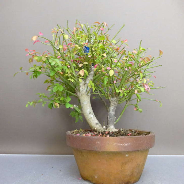 盆栽 こまゆみ 樹高 約 24cm Euonymus alatus form ciliatodentatus コマユミ 紅葉 ニシキギ科 落葉広葉樹 鑑賞用 観賞用 v1209314065