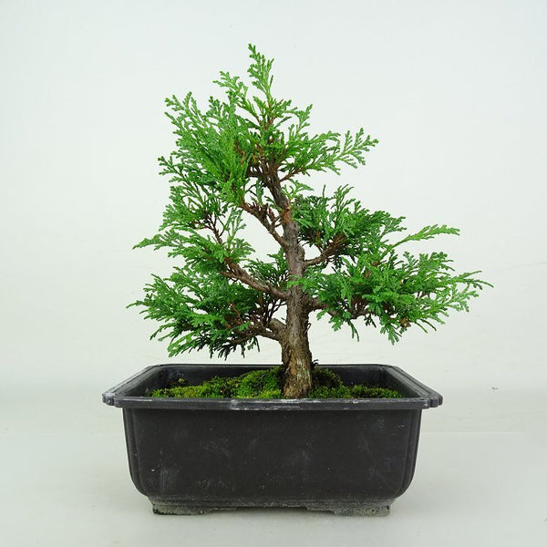 盆栽 桧 樹高 約19～21cm ひのき Chamaecyparis obtusa ヒノキ ヒノキ科 常緑樹 鑑賞用 観賞用 小品 数量物 セレクト d1209288088
