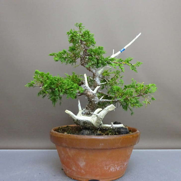盆栽 真柏 樹高 約27cm しんぱく Juniperus chinensis シンパク “ジン シャリ” ヒノキ科 常緑樹 鑑賞 観賞用 r1209273772