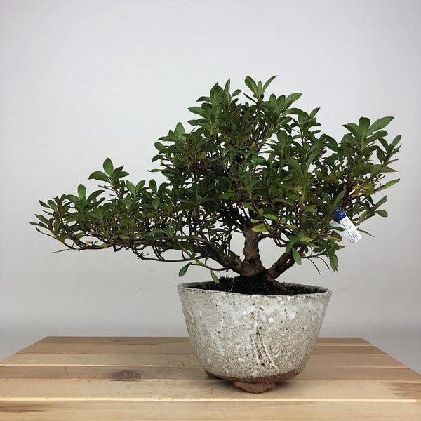 盆栽 皐月 はなびん 樹高 約19cm さつき Rhododendron indicum サツキ ツツジ科 常緑樹 鑑賞用 観賞用 小品 u1209298670