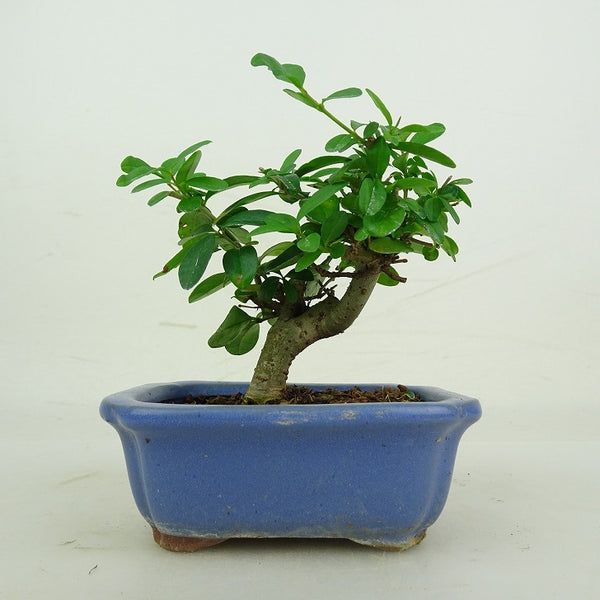 盆栽 水蝋樹 樹高 約8~10cm いぼたのき イボタノキ モクセイ科 イボタノキ属 落葉樹 鑑賞用 観賞用 小品 数量物 セレクト l1209284562