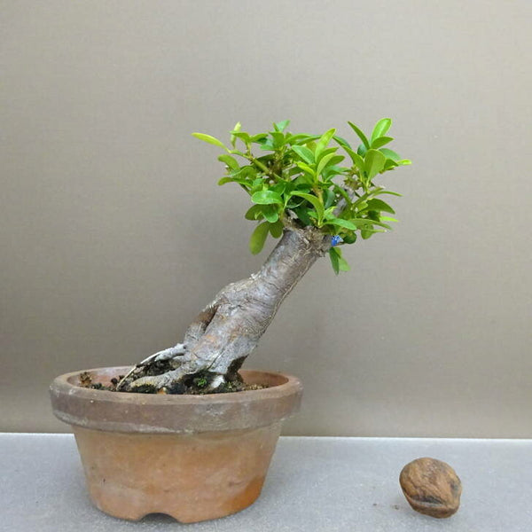 盆栽 金豆 樹高 約 14.5cm きんず Fortunella hindsii キンズ マメキンカン ミカン科 キンカン属 常緑樹 鑑賞用 観賞用 小品 n1209274538