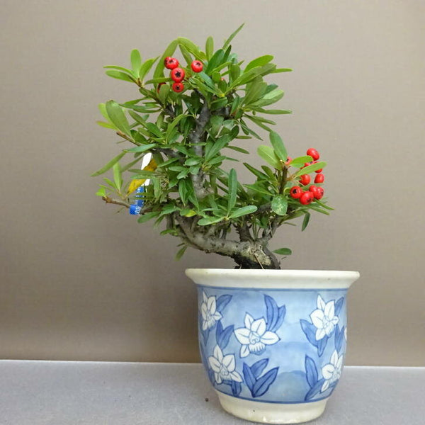 盆栽 ピラカンサ 樹高 約 15cm Pyracantha 赤実 バラ科 常緑樹 鑑賞用 観賞用 小品 o1209291886