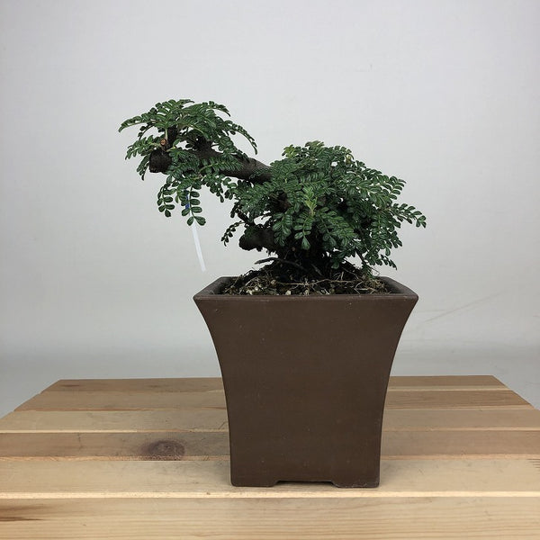 盆栽 磯山椒 樹高 約10cm いそざんしょう Osteomeles anthyllidifolia バラ科 常緑樹 鑑賞用 観賞用 小品 v1209400509