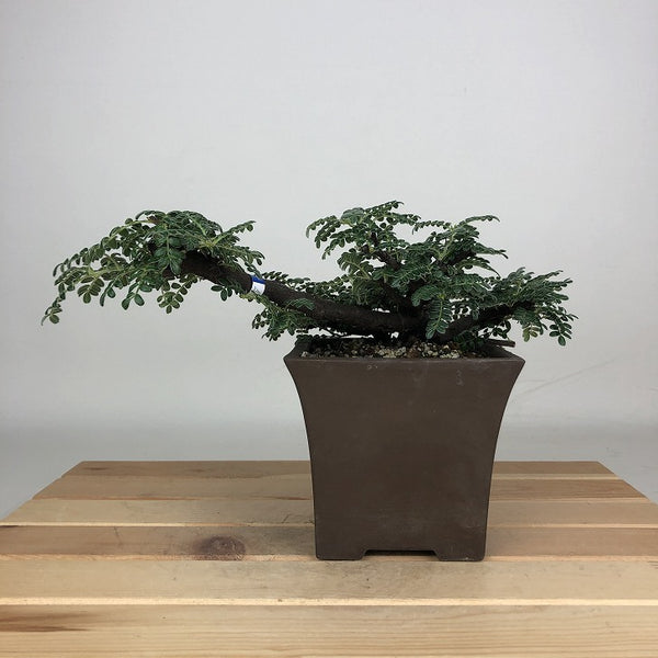 盆栽 磯山椒 樹高 約7cm いそざんしょう Osteomeles anthyllidifolia バラ科 常緑樹 鑑賞用 観賞用 小品 r1209358973