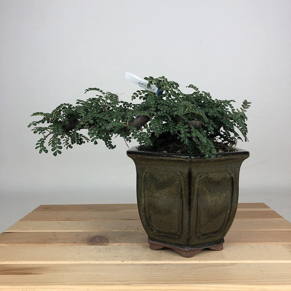 盆栽 磯山椒 樹高 約8cm いそざんしょう Osteomeles anthyllidifolia バラ科 常緑樹 鑑賞用 観賞用 小品 m1209361593