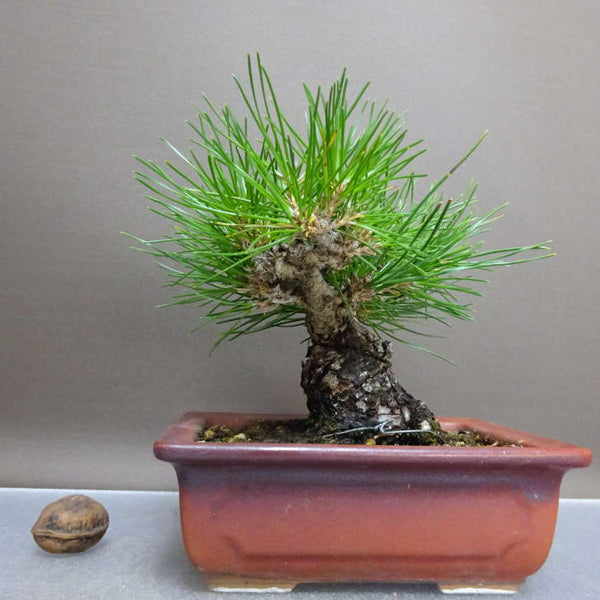 盆栽 松 黒松 樹高 約13cm くろまつ Pinus thunbergii クロマツ マツ科 常緑針葉樹 鑑賞用 観賞用 小品 m1211122281