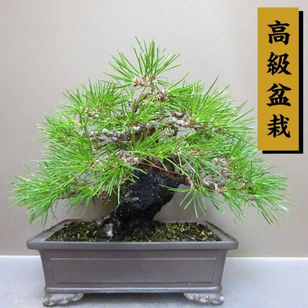 盆栽 松 黒松 樹高 約 22cm くろまつ 高級盆栽 Pinus thunbergii クロマツ マツ科 常緑針葉樹 鑑賞用 観賞用 w1211128062