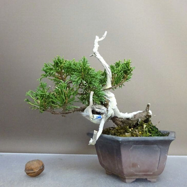 盆栽 真柏 樹高 約14.5cm しんぱく Juniperus chinensis シンパク ジン シャリ ヒノキ科 常緑樹 鑑賞用 観賞用 小品 s1211129450