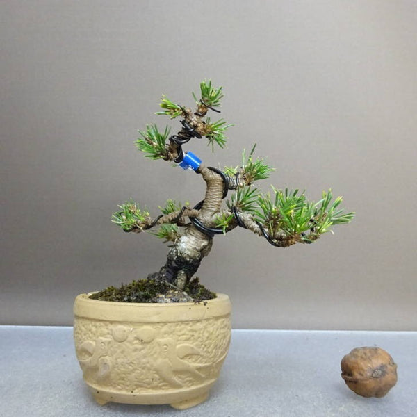盆栽 松 黒松 千寿丸 樹高 約9.5cm くろまつ Pinus thunbergii クロマツ マツ科 常緑針葉樹 鑑賞 観賞用 小品 l1211120547
