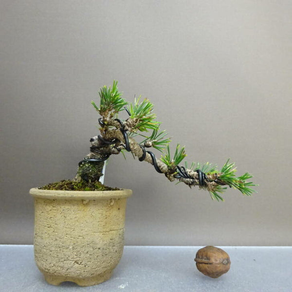 盆栽 松 黒松 千寿丸 樹高 上下 約7cm くろまつ Pinus thunbergii クロマツ マツ科 常緑針葉樹 鑑賞 観賞用 小品 x1211124461