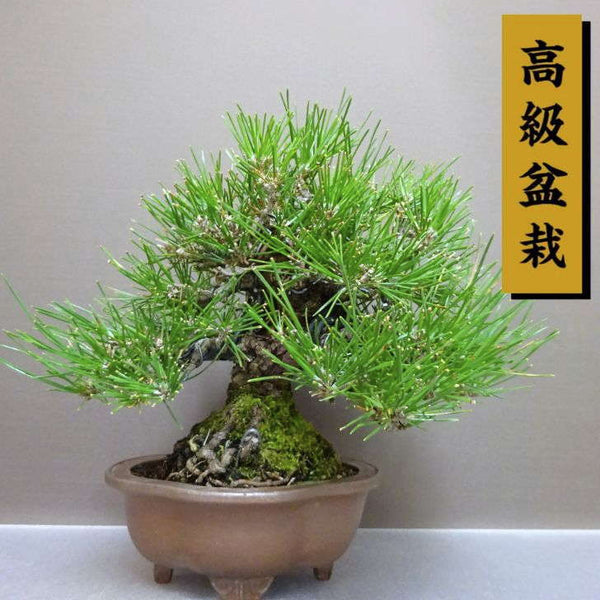 盆栽 松 黒松 樹高 約 21cm くろまつ 高級盆栽 Pinus thunbergii クロマツ マツ科 常緑針葉樹 鑑賞用 観賞用 l1211119339