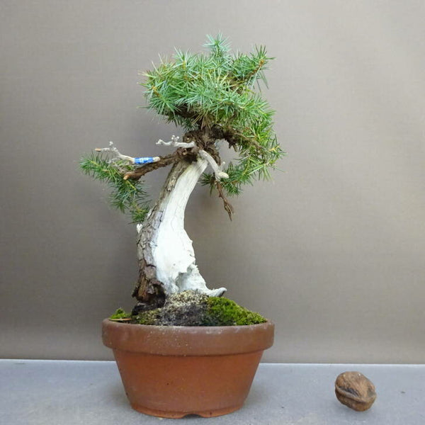 盆栽 杜松 樹高 約22cm としょう Juniperus rigida トショウ ジン シャリ ヒノキ科 常緑針葉樹 鑑賞 観賞用 v1211122679
