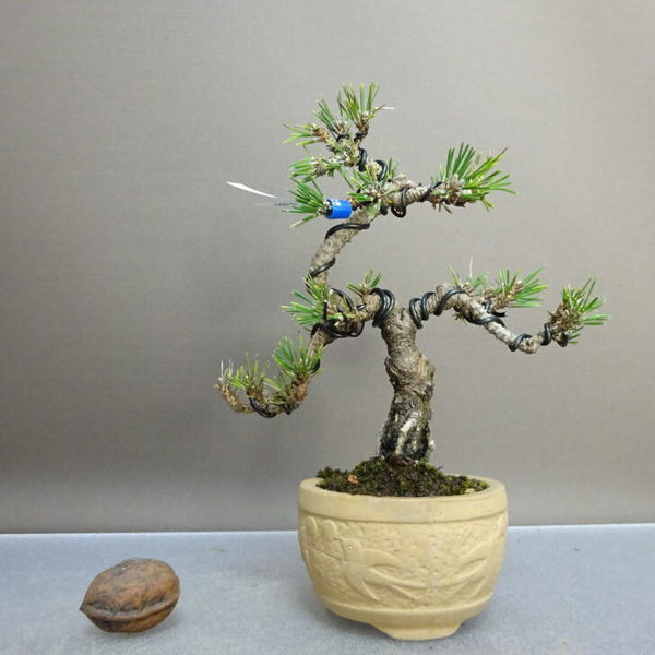 盆栽 松 黒松 千寿丸 樹高 約15cm くろまつ Pinus thunbergii クロマツ マツ科 常緑針葉樹 鑑賞 観賞用 小品 1211125526