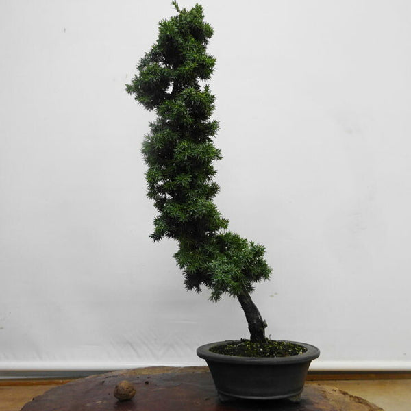 盆栽 杜松 樹高 約 54cm としょう Juniperus rigida トショウ ジン シャリ ヒノキ科 常緑針葉樹 鑑賞 観賞用 b1211124819