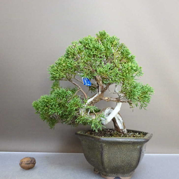 盆栽 真柏 樹高 約18cm しんぱく Juniperus chinensis シンパク ジン シャリ ヒノキ科 常緑樹 鑑賞用 観賞用 小品 w1211125873