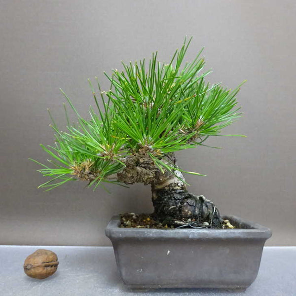 盆栽 松 黒松 樹高 約14cm くろまつ Pinus thunbergii クロマツ マツ科 常緑針葉樹 鑑賞用 観賞用 小品 s1211120896