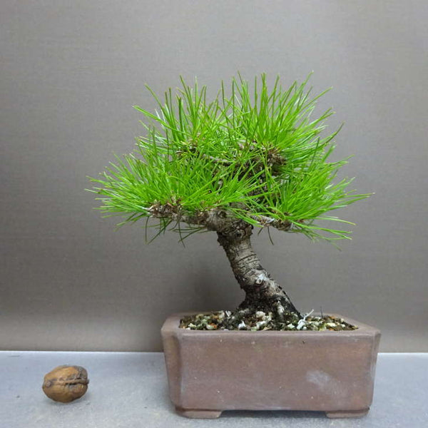 盆栽 松 黒松 樹高 約18cm くろまつ Pinus thunbergii クロマツ マツ科 常緑針葉樹 鑑賞用 観賞用 小品 d1211124523