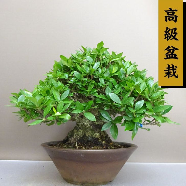 盆栽 梔子 樹高 約19cm くちなし 高級盆栽 Gardenia jasminoides クチナシ アカネ科 クチナシ属 常緑樹 鑑賞 観賞用 小品 r1211123126