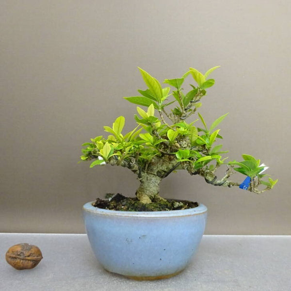 盆栽 梔子 樹高 約13.5cm くちなし Gardenia jasminoides クチナシ アカネ科 クチナシ属 常緑樹 鑑賞 観賞用 小品 x1211128455