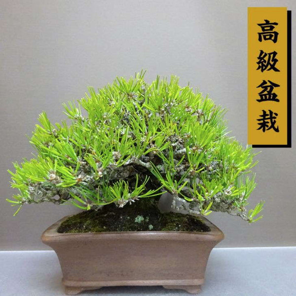 盆栽 松 黒松 樹高 約 19cm くろまつ 高級盆栽 Pinus thunbergii クロマツ マツ科 常緑針葉樹 鑑賞用 観賞用 小品 c1211121984