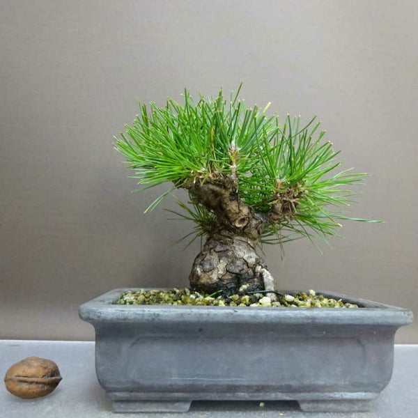 盆栽 松 黒松 樹高 約15cm くろまつ Pinus thunbergii クロマツ マツ科 常緑針葉樹 鑑賞用 観賞用 小品 s1211119391
