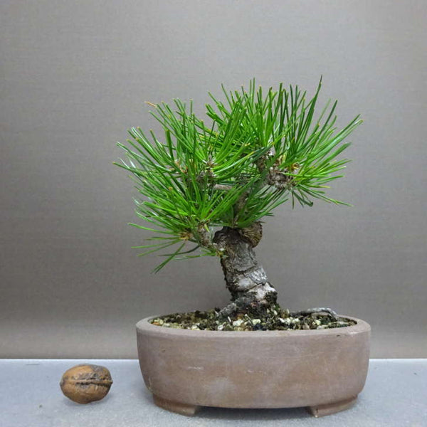 盆栽 松 黒松 樹高 約15cm くろまつ Pinus thunbergii クロマツ マツ科 常緑針葉樹 鑑賞用 観賞用 小品 p1211127456